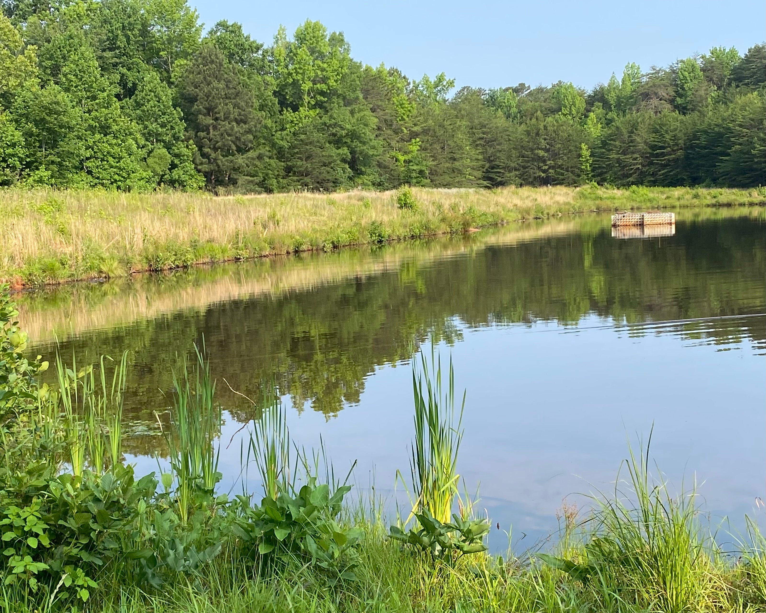 Beatty Park Pond