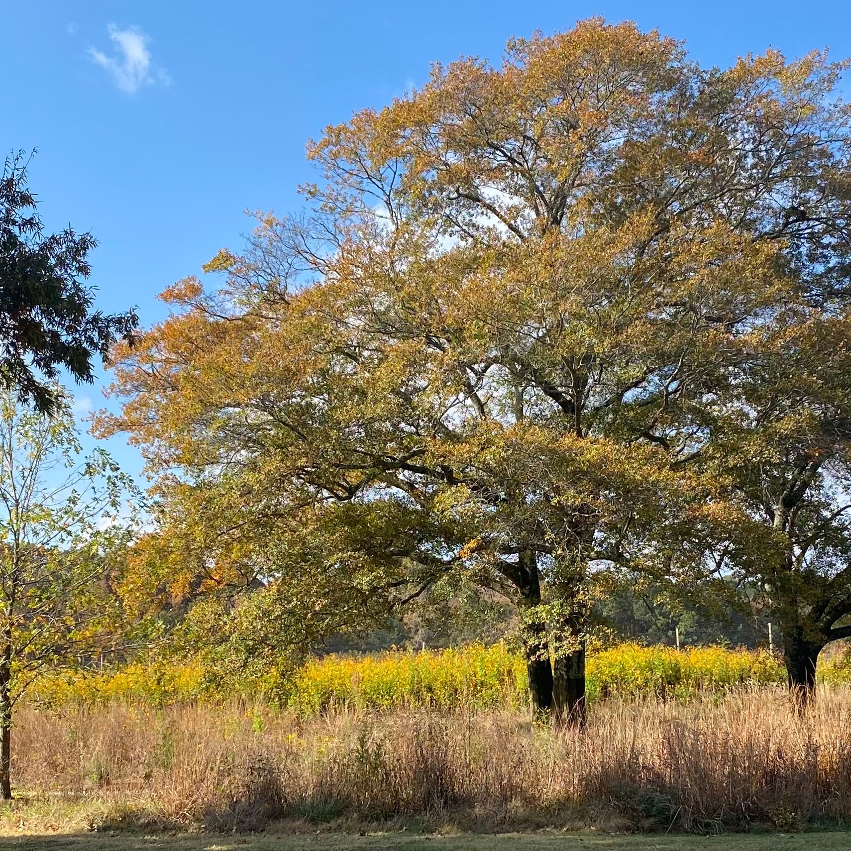 Autumn Oak at Anne Springs